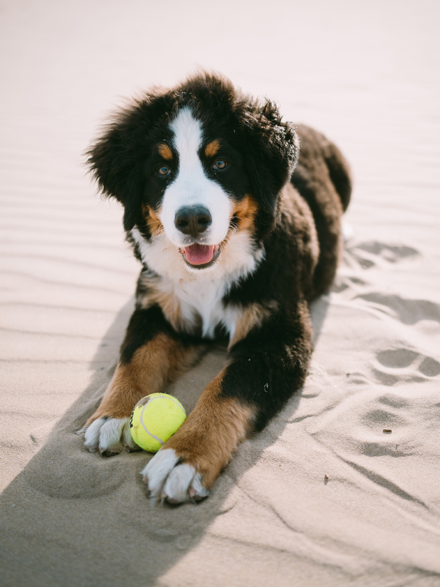 adorable bernese mountain dog puppy